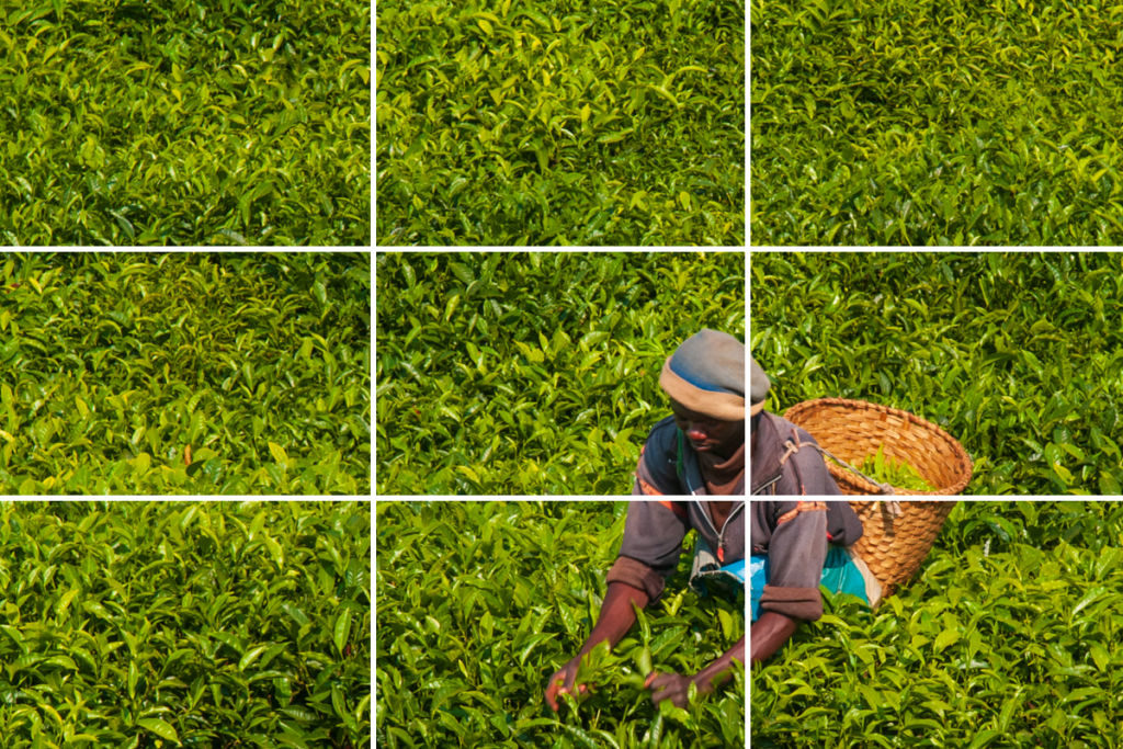 A man picking tea, Rwanda