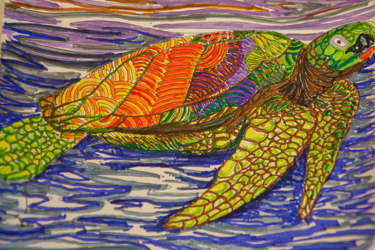 A colouring in of a turtle