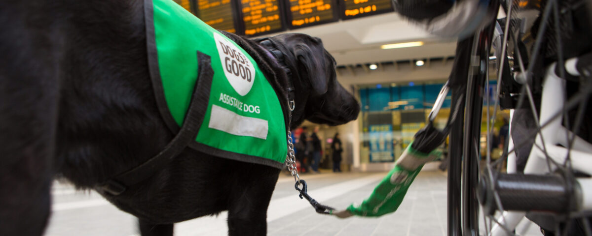 Dogs for Good assistance dog walking alongside a wheelchair user at a train station